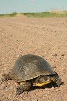 flauwvallen schildpad kruispunt weg foto