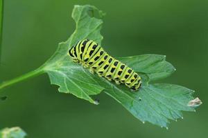 zwart zwaluwstaart vlinder rups- foto