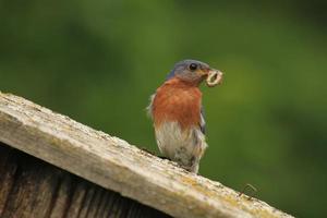 oostelijk blauwe vogel met voedsel foto