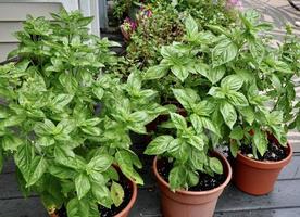 basilicum planten in potten Aan een veranda foto