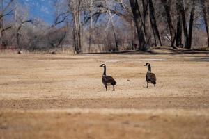 de golf vogelstand foto