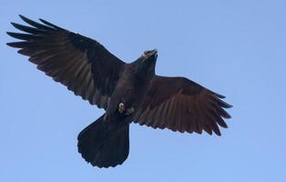 volwassen gemeenschappelijk raaf - corvus corax - zweeft in blauw lucht met uitgerekt Vleugels en staart foto