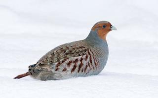 dichtbij schot van grijs patrijs - perdix perdix - poseren in diep sneeuw in verkoudheid winter seizoen foto