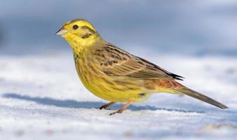 glimmend mannetje geelgors - Emberiza citrinella - staat poseren Aan de sneeuw grond in zonnig dag foto