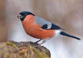 winter schot van Euraziatisch goudvink - pyrrhula pyrrhula - neergestreken Aan klein Afdeling met schoon besneeuwd achtergrond foto