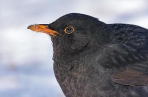 gemeenschappelijk merel - turdus merula - heel dichtbij schot portret met prima details in winter voorwaarden foto