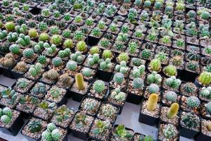 cactus klein Daar zijn veel variëteiten in een pot. geplaatst in veel klein potten foto