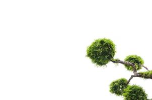 tamarinde boom Aan wit achtergrond, groen achtergrond, bonsai boom Aan een wit achtergrond foto