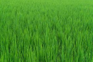 mooi groen rijst- veld- rijstveld voor achtergrond foto