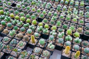 cactus klein Daar zijn veel variëteiten in een pot. geplaatst in veel klein potten foto