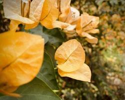 oranje bougainville, bougainvillea bloem, oranje bougainville, oranje bloem, zijn een mooi op zoek bloem. kleurrijk het is een sier- boom inheems naar tropisch regio's.merken u voelen opgefrist. foto