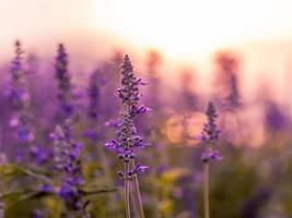 gebied van lavendel bij zonsondergang foto