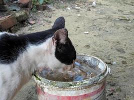 een verdwaald kat is drinken foto