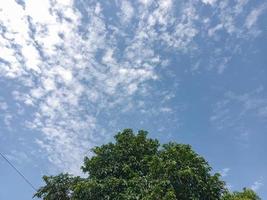 bovenstaand een groen bladerrijk boom met een helder blauw lucht achtergrond in de ochtend- foto