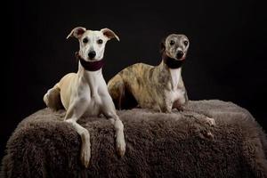 een hondenportret van twee whippethonden op zwarte achtergrond foto