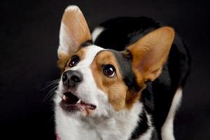 driekleurige welsh corgi dog in de studio op een zwarte achtergrond foto