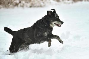 zwarte gelukkige hond die in de sneeuw loopt foto