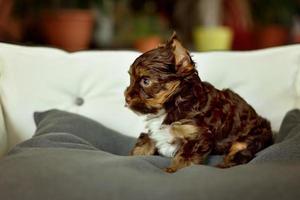 een yorkshire terrier hond zittend op een beige stoel foto