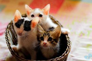 drie gekleurde kittens in een bruin rieten mand foto
