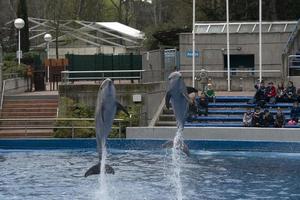 Madrid, Spanje - april 1 2019 - de dolfijn tonen Bij aquarium dierentuin foto