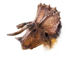 de hoofd van triceratops , dinosaurus Aan geïsoleerd achtergrond foto