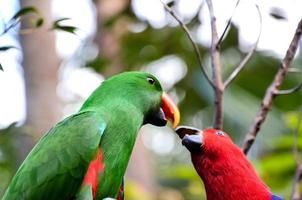 kleurrijk tropisch vogelstand foto