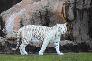 witte tijger in de dierentuin foto