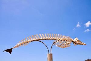 walvis skelet beeldhouwwerk - Spanje 2022 foto