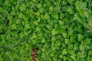 dichtbij omhoog foto van groen weinig blad Aan de tropisch Woud. foto is geschikt naar gebruik voor natuur achtergrond, botanisch poster en natuur inhoud media.