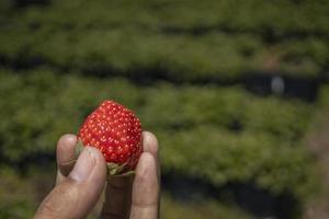 dichtbij omhoog foto aardbei Holding door boer wanneer oogst seizoen Aan de achtertuin tuin malang. de foto is geschikt naar gebruik voor botanisch poster, achtergrond en oogst reclame.