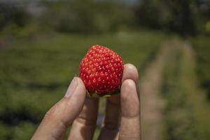 dichtbij omhoog foto aardbei Holding door boer wanneer oogst seizoen Aan de achtertuin tuin malang. de foto is geschikt naar gebruik voor botanisch poster, achtergrond en oogst reclame.