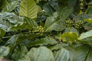 groen koffie Boon wanneer voorjaar seizoen Aan tropisch Woud. de foto is geschikt naar gebruik voor natuur achtergrond, koffie winkel achtergrond en agrarisch inhoud media.