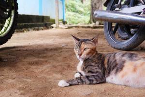 een volwassen vrouw kat ontspannende buitenshuis foto