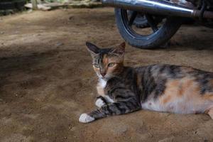 een volwassen vrouw kat ontspannende buitenshuis foto