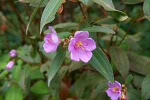 melastoom malabathricum bloem wild fabriek foto