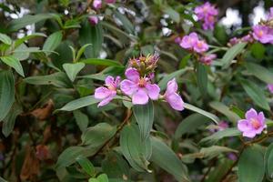 melastoom malabathricum bloem wild fabriek foto