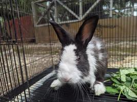 een schattig konijn in een kooi.is aan het eten foto