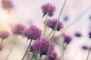 distel bloem op natuurlijke achtergrond foto