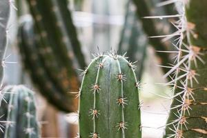 cactus in de zomer foto