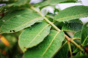 groene bladeren op boom met textuur foto