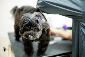 vrouw die een hond in de dierenwinkel schoonmaakt foto