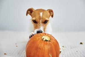 hond knaagt aan oranje pompoen binnenshuis foto