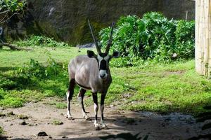 selectief focus van oryx gazella dat is ontspannende in haar kooi. foto