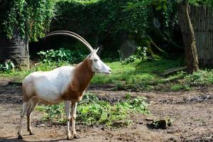 selectief focus van oryx verdorie ontspannende in zijn kooi. foto