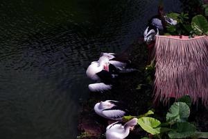 selectief focus van pelikanen zwemmen in de meer. foto
