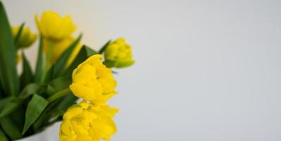 geel tulpen Aan een grijs achtergrond, banier, kant visie, voorjaar boeket.plaats voor tekst foto
