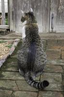 kattenzitting in een tuin foto