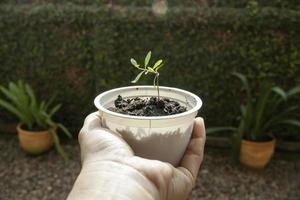 jonge granaatappelplant in gerecyclede container foto