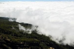 toneel- Woud landschap foto