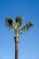 hoog palm boom foto